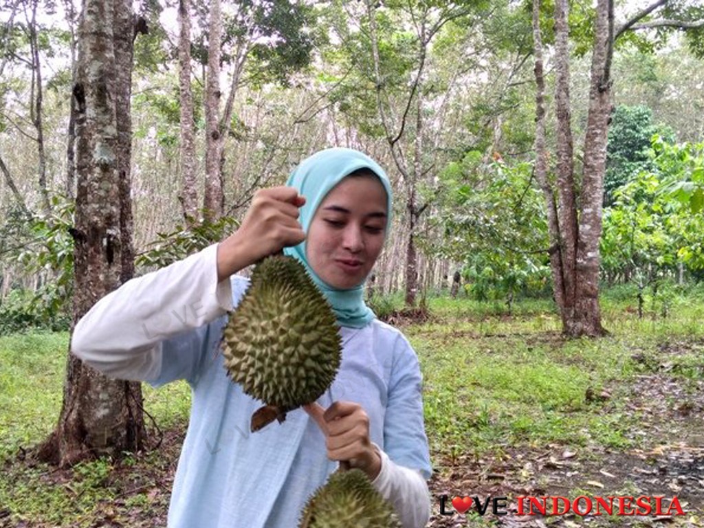 Durian Taibabi, Durian Super Mahal dari Bukit Teringgiling Bangka Belitung