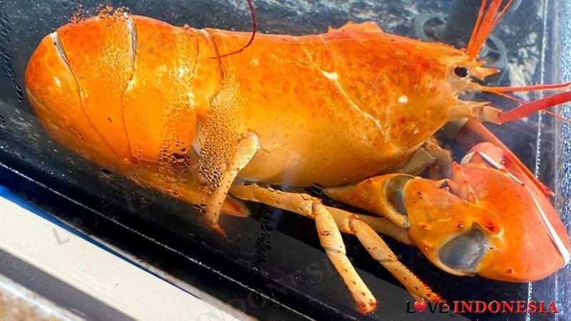 Restoran Seafood Ini Temukan Lobster Paling Langka, Bagaimana Bentuknya?