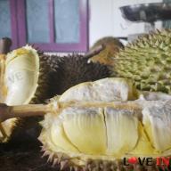 Penampakan durian bawor khas Alasmalang, Banyumas. Berdaging tebal, manis, legit dan beraroma kuat. Foto Liputan6.comMuhamad Ridlo