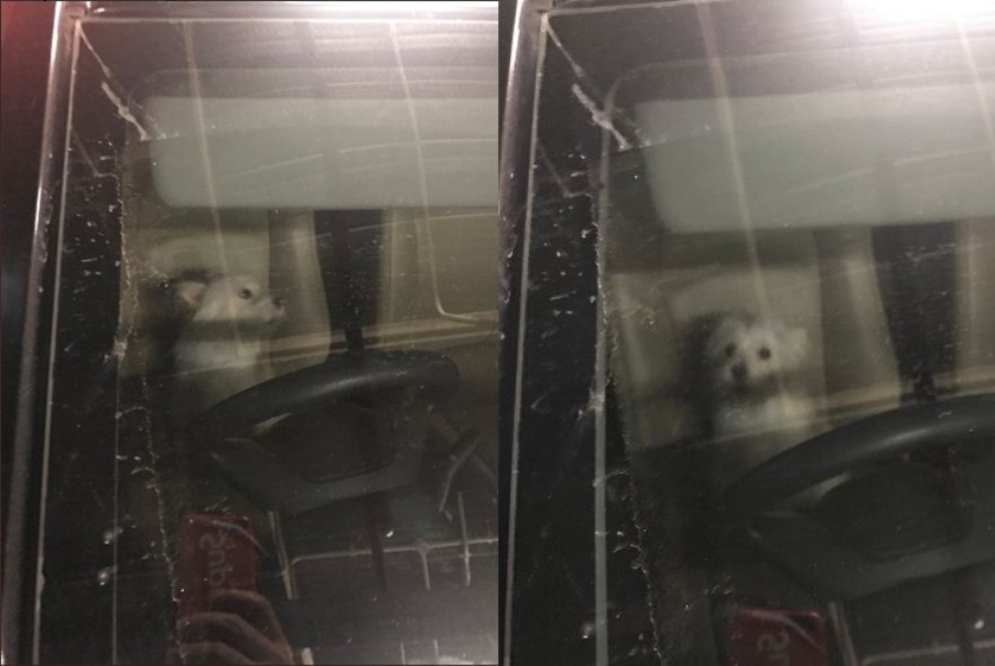 VIRAL Anjing Ditinggal Pemilik Berjam-jam dalam Mobil yang Bikin Netizen Naik Darah