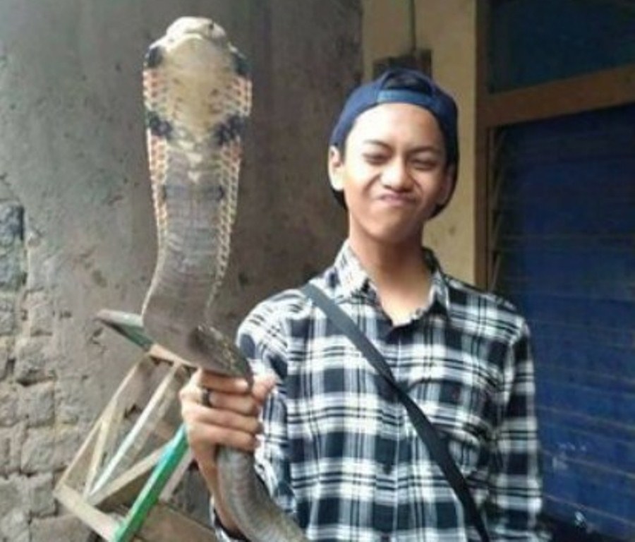 Viral, Seorang Pemuda Tewas Dipatuk Ular Kobra Kesayangannya