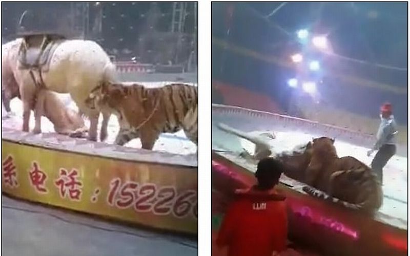 Mengerikan Kuda Diserang Singa & Harimau di Sirkus, Videonya Jadi Viral