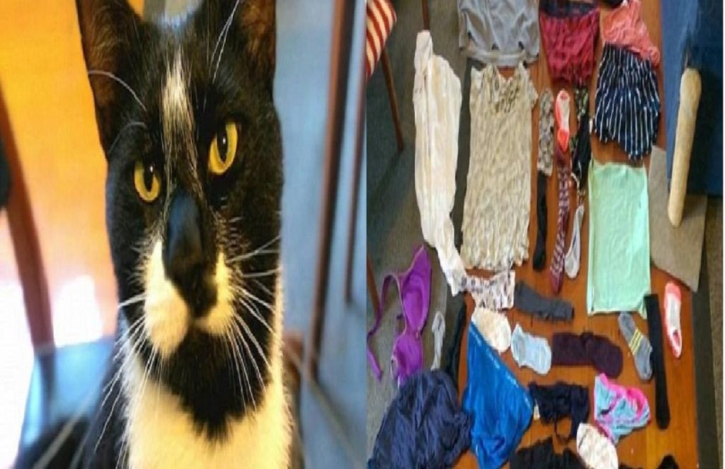 Nakal, Kucing Ini Punya Hobi Curi Pakaian Dalam Tetangga