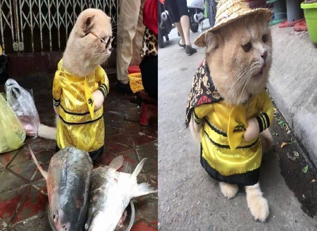Hebohkan Netizen, 'Dog' Kucing Lucu Sang Juragan Ikan ini Viral di Medsos