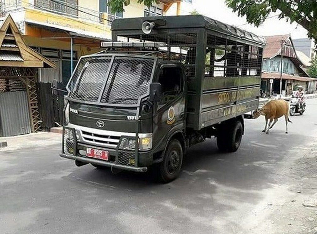 Brutal, Satpol PP Tarik Sapi Pakai Truk saat Razia