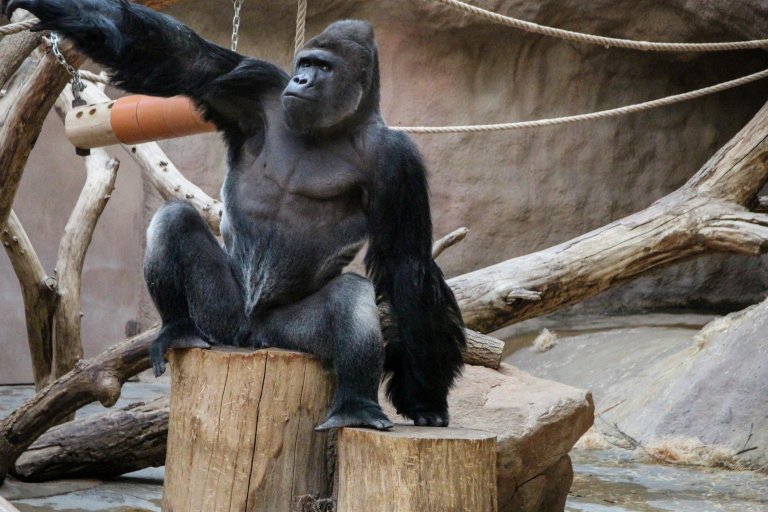 Gorila Ini Mukanya Sangar Tapi Banci Kamera, Foto-Fotonya Viral di Medsos!