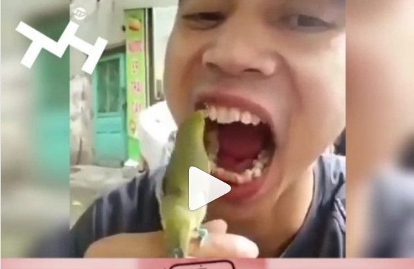 Lupakan Tusuk Gigi, Burung Pintar Ini Ambil Sisa Makanan di Gigi Majikannya, Videonya Viral!