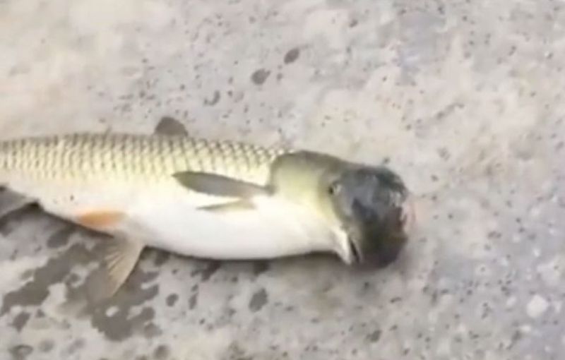 Viral! Ikan Berkepala Burung Merpati Tertangkap Nelayan
