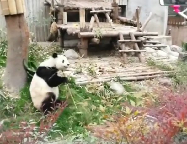 Viral! Video Panda Gembul yang Lagi Kungfu Bikin Gemas dan Lucu Banget