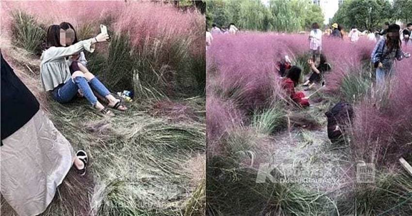 Tumbuhnya 3 Tahun, Rumput Pink ini Rusak dalam Tiga Hari Gara-Gara Selfie