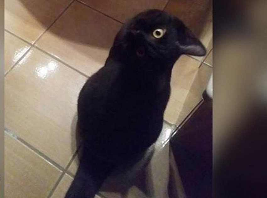 Sekilas Mirip Burung Gagak, Foto Kucing Hitam ini Viral