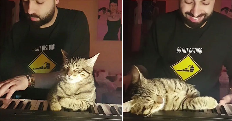 Main Piano Sampai Bikin Kucingnya Tidur, Musisi Ini Buat Kagum Netizen Sampai Jadi Viral!