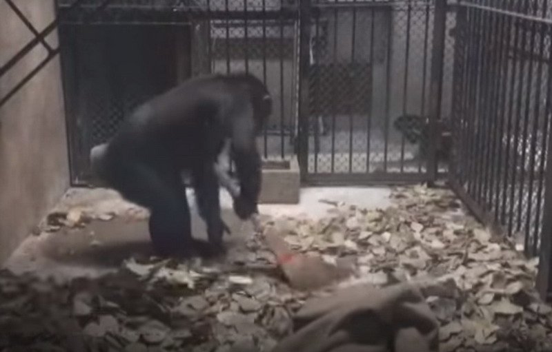 Video Viral Perlihatkan Seekor Simpanse Tiru Manusia Bersihkan Kandang Sendiri