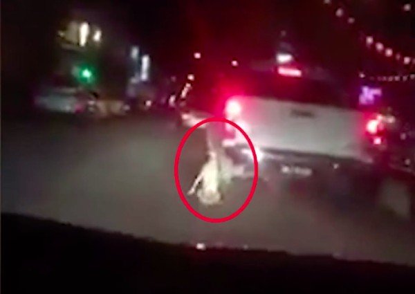 Video Seekor Anjing Diseret di Belakang Truk di Malaysia Viral, Satu Orang Ditangkap