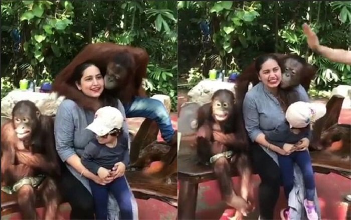 Viral Aksi Lucu Orangutan Cium Wanita Cantik Berkali-kali