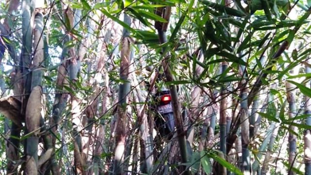 Viral Ojol Dapat Order Mistis, Motornya Nyangkut di Pohon Bambu