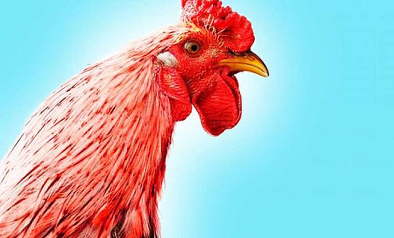Viral Turis Wanita Nekat Gigit Tangan Penjual Ayam, Apa Penyebabnya?
