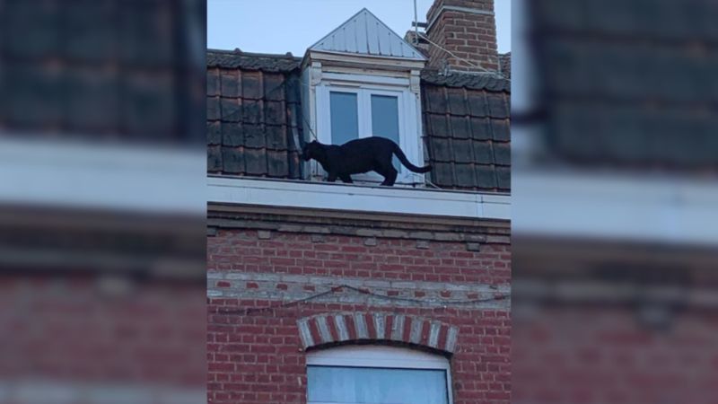 Seekor Black Panther Berkeliaran di Atap Rumah Bikin Heboh Warga