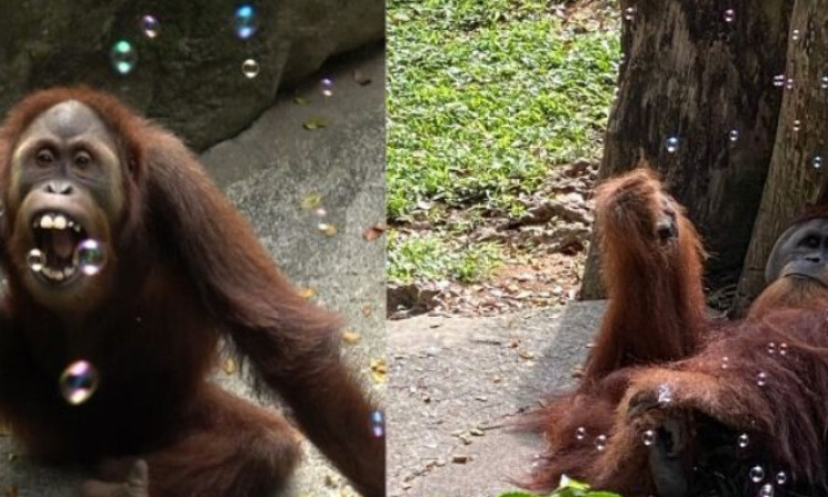 Orangutan Heboh Main Gelembung Sabun di Tengah Pandemi Corona