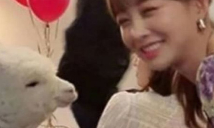 Bawa Alpaca Ke Pesta Ultah, Youtuber Korea Ini Kena Kritik Pedas Netizen