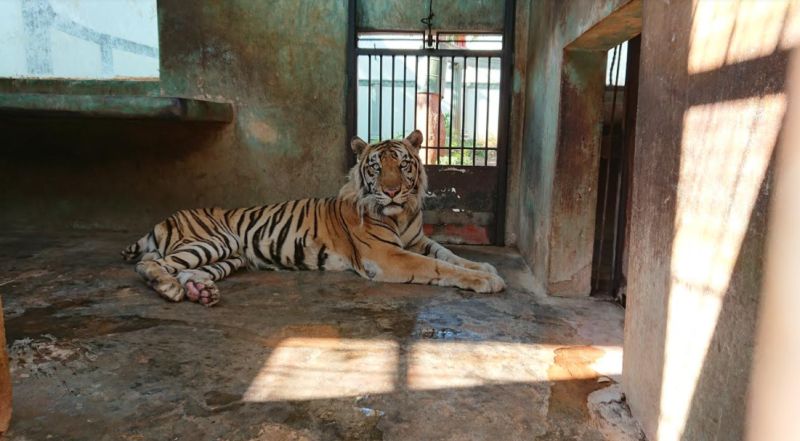 Viral Harimau Kurus Tak Terawat di Kebun Binatang, Ternyata...