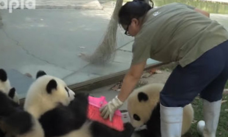 Viral, Aksi Gemas Panda yang Ganggu Penjaga Kebun Binatang