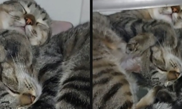 Viral Video Kucing Tidur di Dalam Kulkas, Bikin Warganet Heran