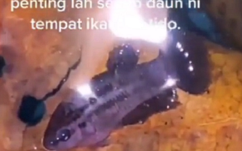 Video Viral! Ternyata Ikan Bisa Tidur Rebahan