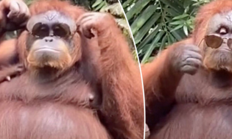 Viral Orang Utan Pakai Kacamata Milik Turis di Kebun Binatang