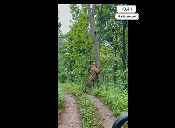 Viral Video Harimau di Hutan Kedungjati Grobogan Ternyata Hoaks